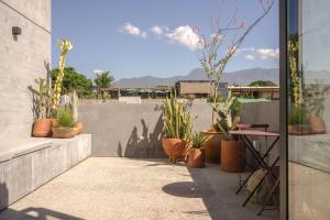 Macondo Arte Oaxaca