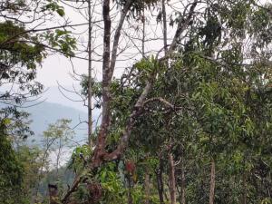 Pardalewadi Riverside Farm Stay