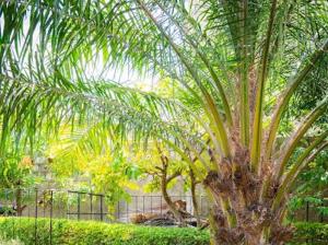 The Palm Residence