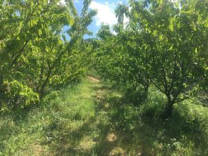 Miraculous Jungle Guest House