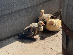 Vakantiehuis Klaartje Kip Enschede tot 4 personen, landelijk gelegen!