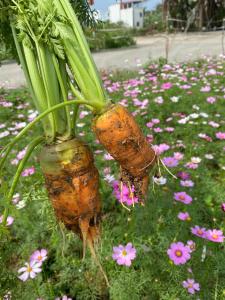 Ninh Binh Smile Homestay