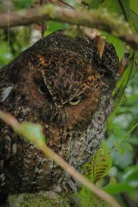 Spacious Monteverde Bird-Watchers Home
