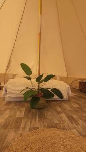 Tente Glamping