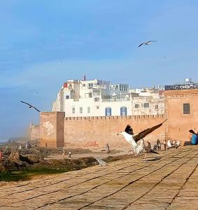 Maison Blanche Essaouira - Maison dhôtes-Suite Sidi Kaouki