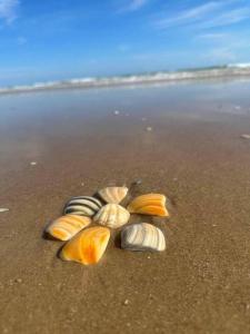 Scallop waterfront property