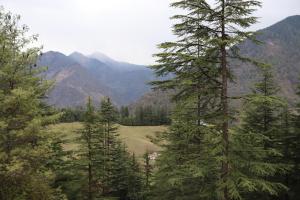 Meadow View
