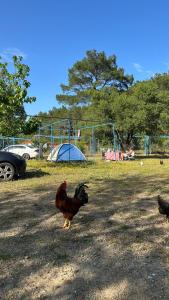 Adrasan Camping