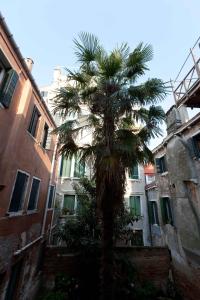 Bragadin della palma