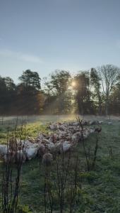 Omfaun farm stays & bed and breakfast