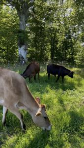 Omfaun farm stays & bed and breakfast