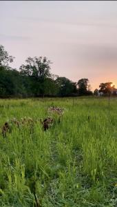 Omfaun farm stays & bed and breakfast
