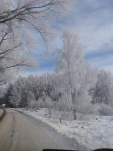 Sosnowy zakątek odpocznij Tu