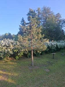 Šumska kuća Atina- Devojački Bunar