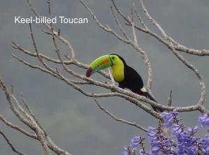 La Husseyenda Birdwatchers Paradise