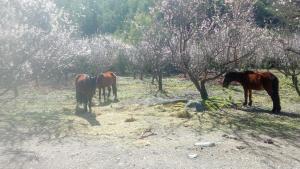 La Polcura Lodge Turismo - Cabañas, Piscicultura y Tinajas en Colchagua