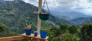 La TOLVA Café & experiencia