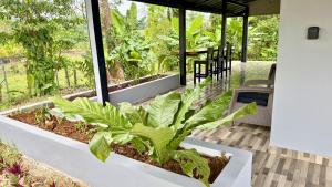Rio Celeste Birds Garden Apartments
