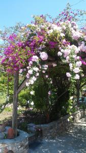 Maniatis Garden Skiathos Greece