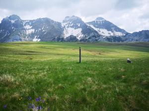 Appartement en montagne, chien de traineaux 777 route de morsullaz