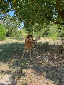 The Ozorian Glamping