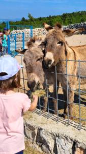Villa Suzi - Family Farm Stay with Donkeys, Pool and Sea View near Rijeka