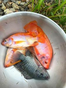 Entire Swedens Tiny Farm with Fishpond and Pool - Lian Batangas