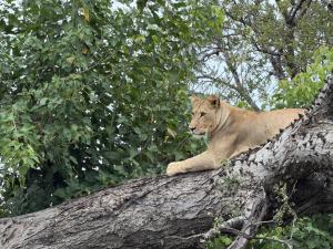 Buffalo Tented Camps