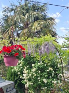 Guest House Luna