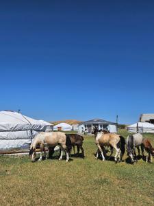 Mongol Altai Tour Camp