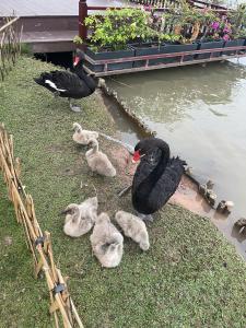Canary Nest Solforest Ecopark Homestay Room- phong 1 giường ngủ