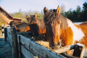 Na Wysokiej Górce- Agroturystyka