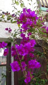 "HOTEL BOUTIQUE LA MAISON DE LA BOLIVIE" Casa de Huéspedes