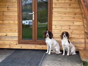 Bracelands - Cosy Pod 4