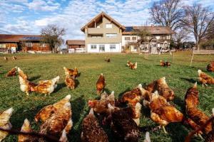 Ferienwohnung Aggenstein , Landhaus Linde, Seeg-Enzenstetten im Allgäu, mit Königscard