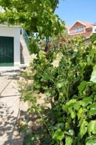 Apartments Oliva