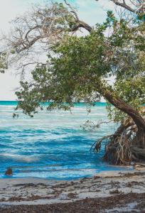 Villa Valhalla Cabaña acogedor alojamiento con un acceso a Villa Valhalla Playa a diez minutos para disfrutar del mar en la parte más bella de la Bahía de Chetumal
