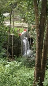 Enchanting woods Yercaud