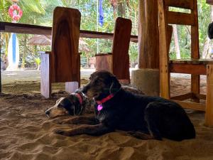 Playa 506 Beachfront Hostel