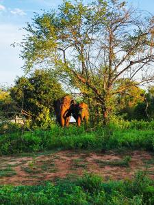 Sugarcane View Cottage