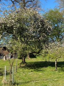 Haus Wald und Wiese Wohnung Wald