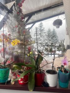 Apartament Casa cu Flori de Munte