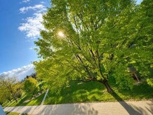 Apartment Nature View