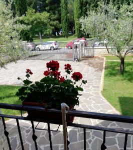 Studio Apartments Pinia-Marina