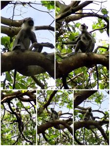 Wild Haven Eco Resort Sigiriya