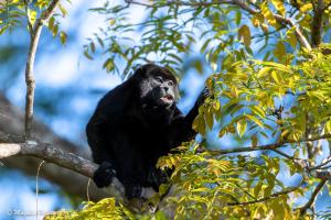 Casa La Paz, Paix, Jungle, Singes, Piscine à Atenas