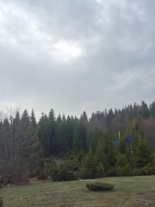 The Pine Nook