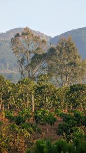 Ivy Coffee Farm - Green Cottage