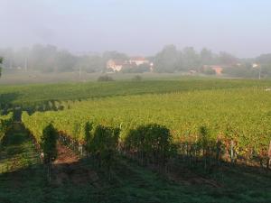 Appartements Du vert & du bon air - Linge maison inclus - Parking Prive Gratuit - Centre ville Bergerac 10mn - Domaine Bellevue Cottage en Perigord : Appartement 1 Chambre avec Jardin