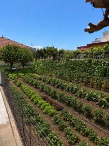 IKARUS apartment with courtyard & pool in Chania